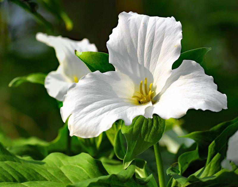 Trillium Trillium