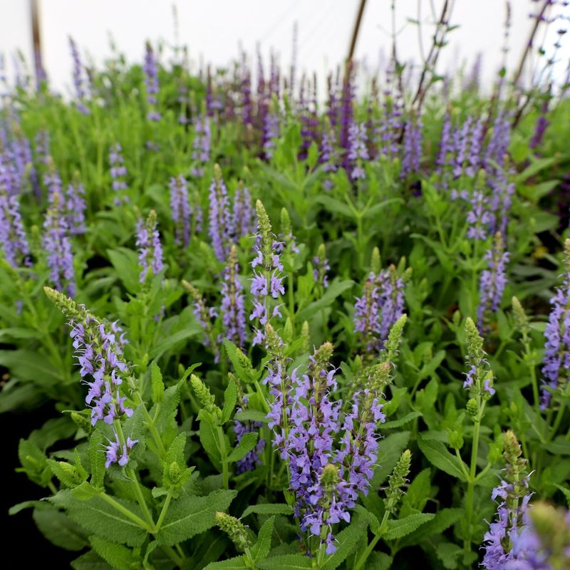 Trim Above Fresh Leaves For Faster Rebloom