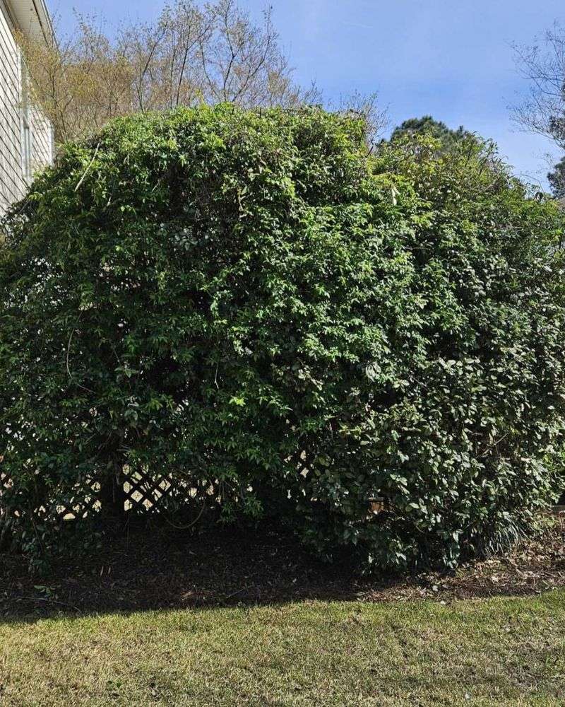Trim Back Plants Touching Your Home