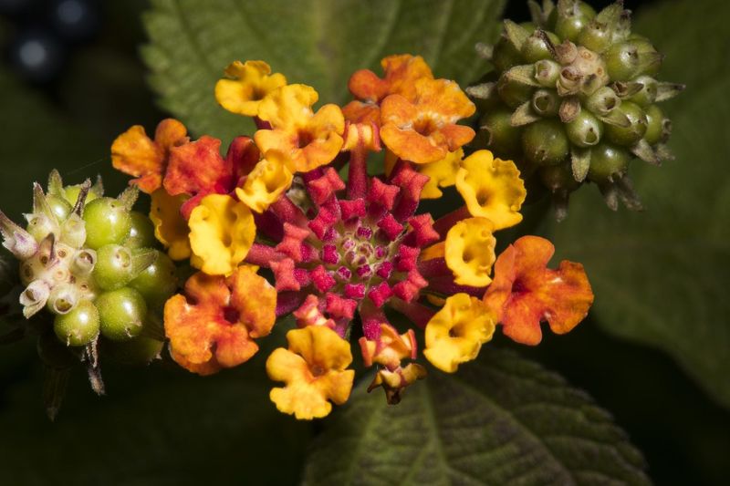 Trim Faded Clusters Before Blooms Slow Down Trim Faded Clusters Before Blooms Slow Down