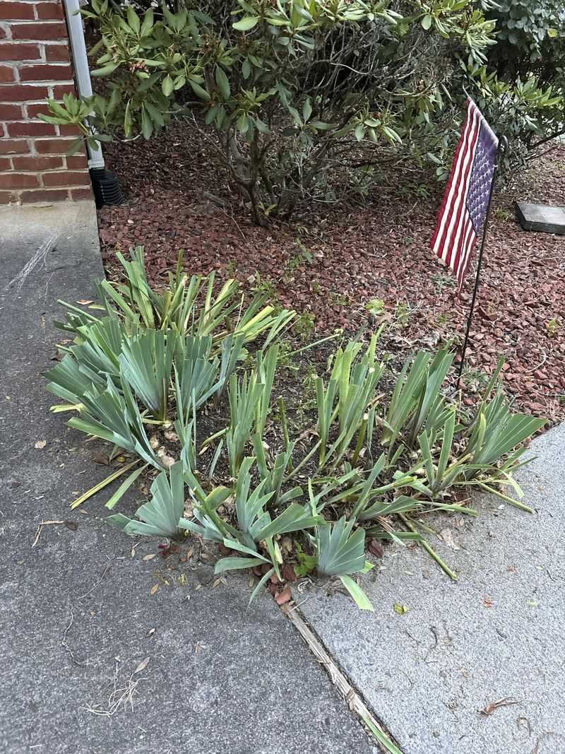 Trim Leaves Into A Fan Shape