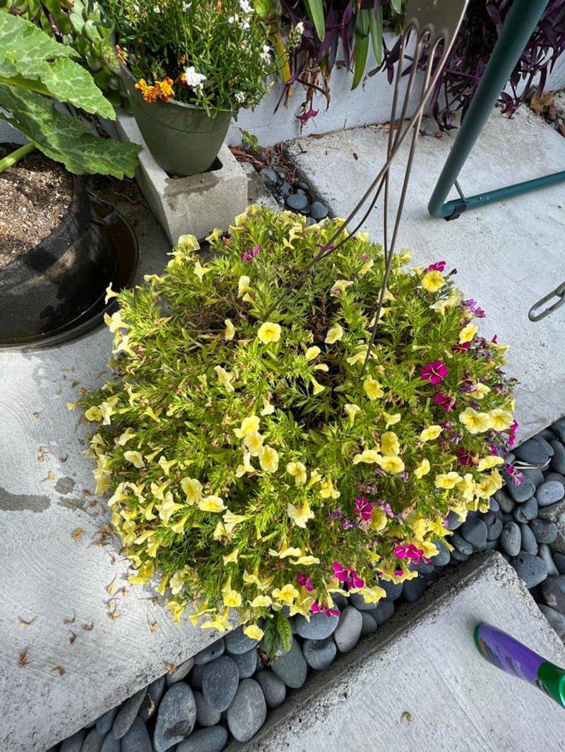 Trim Leggy Growth Without Stripping The Plant Trim Leggy Growth Without Stripping The Plant