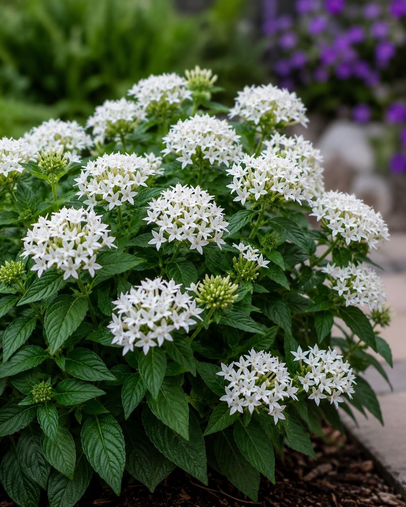 Trim Leggy Stems To Encourage Bushiness