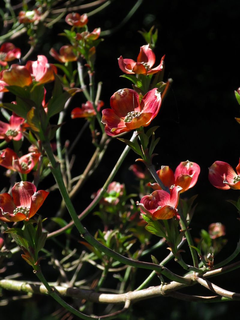 Trim Only Damaged Or Diseased Branches Trim Only Damaged Or Diseased Branches