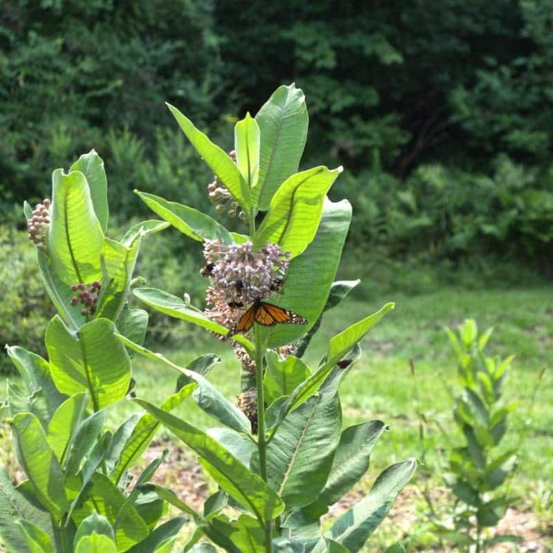 Trim Only Ragged Stems That Need Refreshing