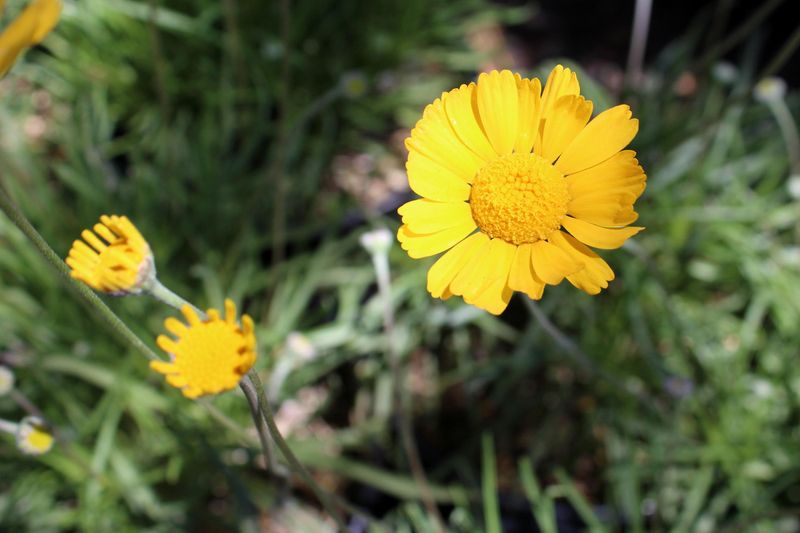 Trim Plants Lightly When Growth Slows