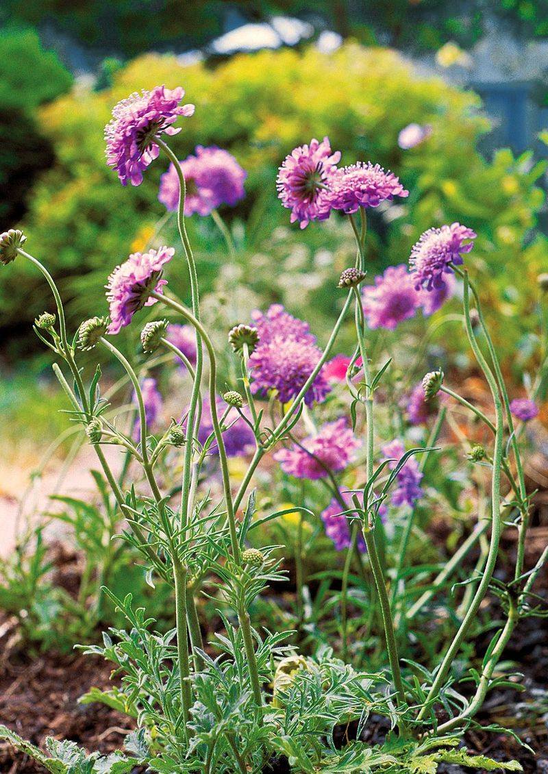 Trim Repeat Bloomers Before Seeds Take Over