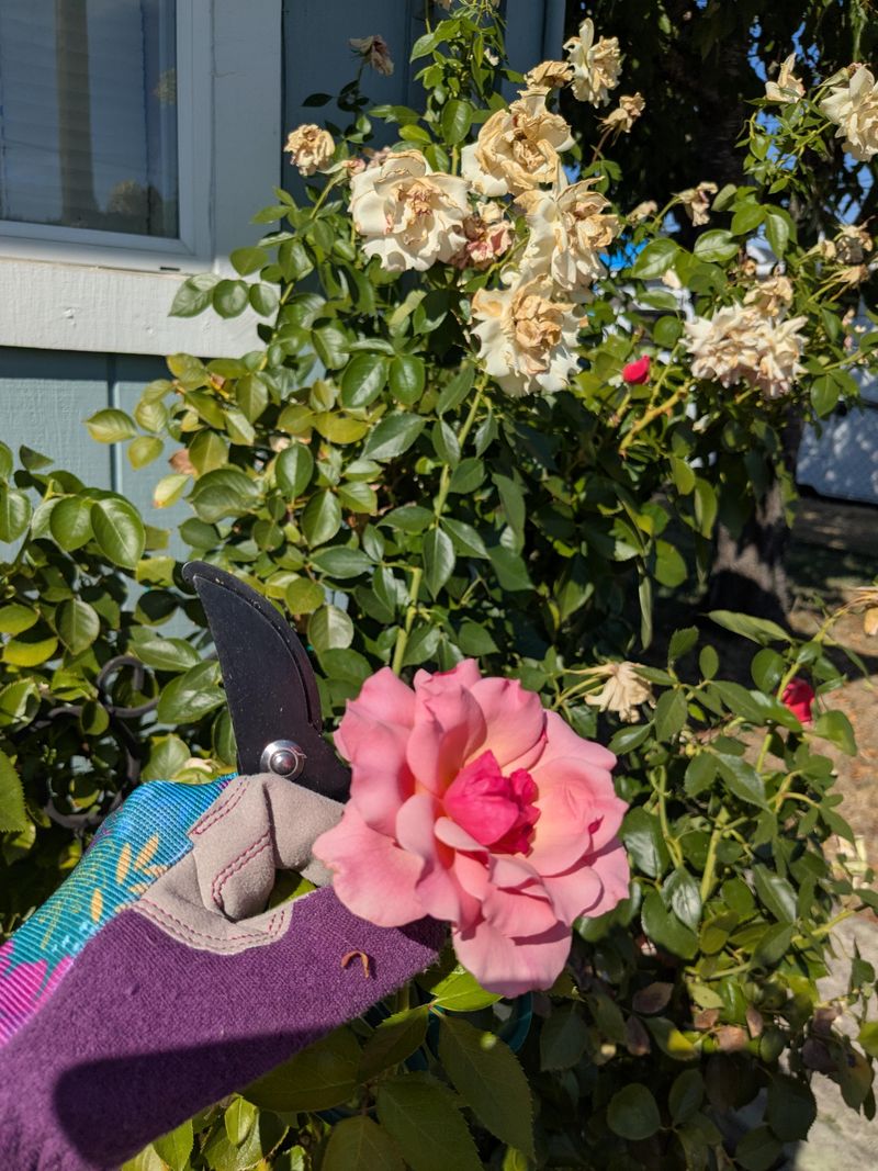 Trim Spent Blooms Before Roses Waste Their Energy Trim Spent Blooms Before Roses Waste Their Energy