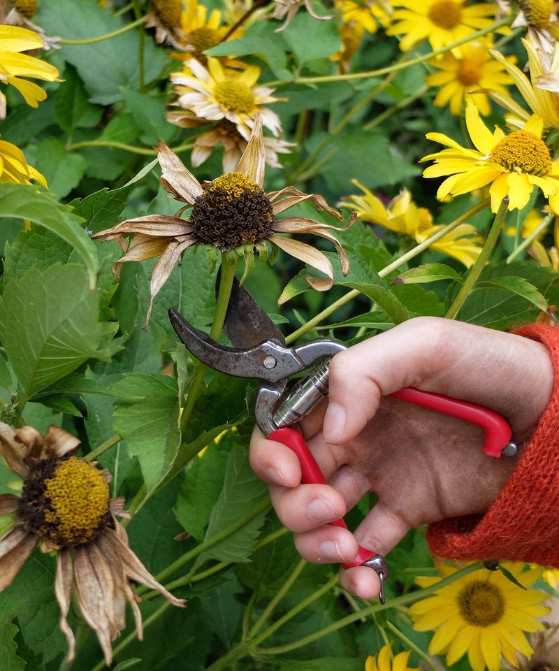 Trim Spent Blooms Before Seed Takes Over