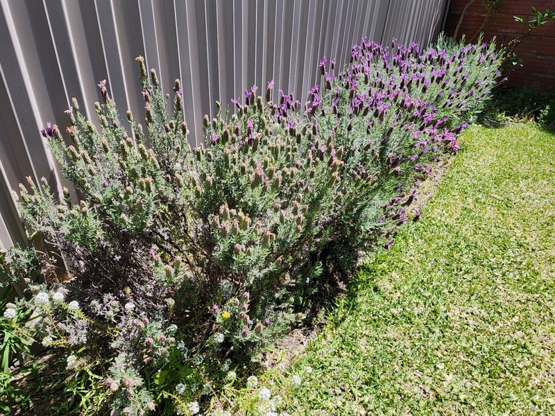 Trim Spent Stems, Not The Whole Plant