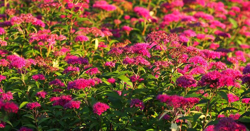 Trim Spirea Lightly After Summer Flowers Fade Trim Spirea Lightly After Summer Flowers Fade