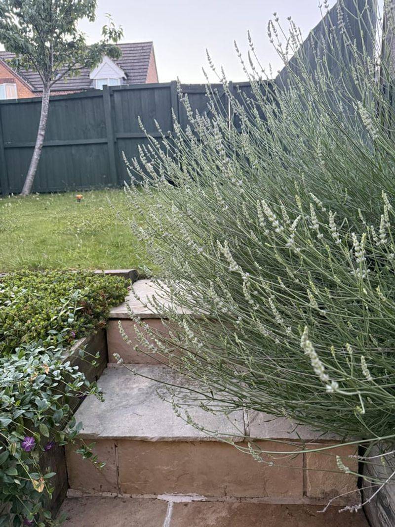 Trim The Green Growth, Not Old Wood