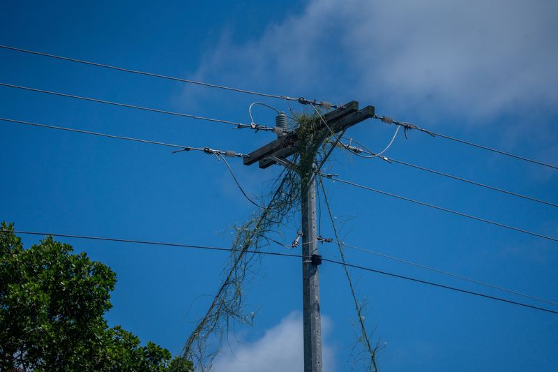 Trim Thin Growth Near Rooflines And Power Lines Trim Thin Growth Near Rooflines And Power Lines