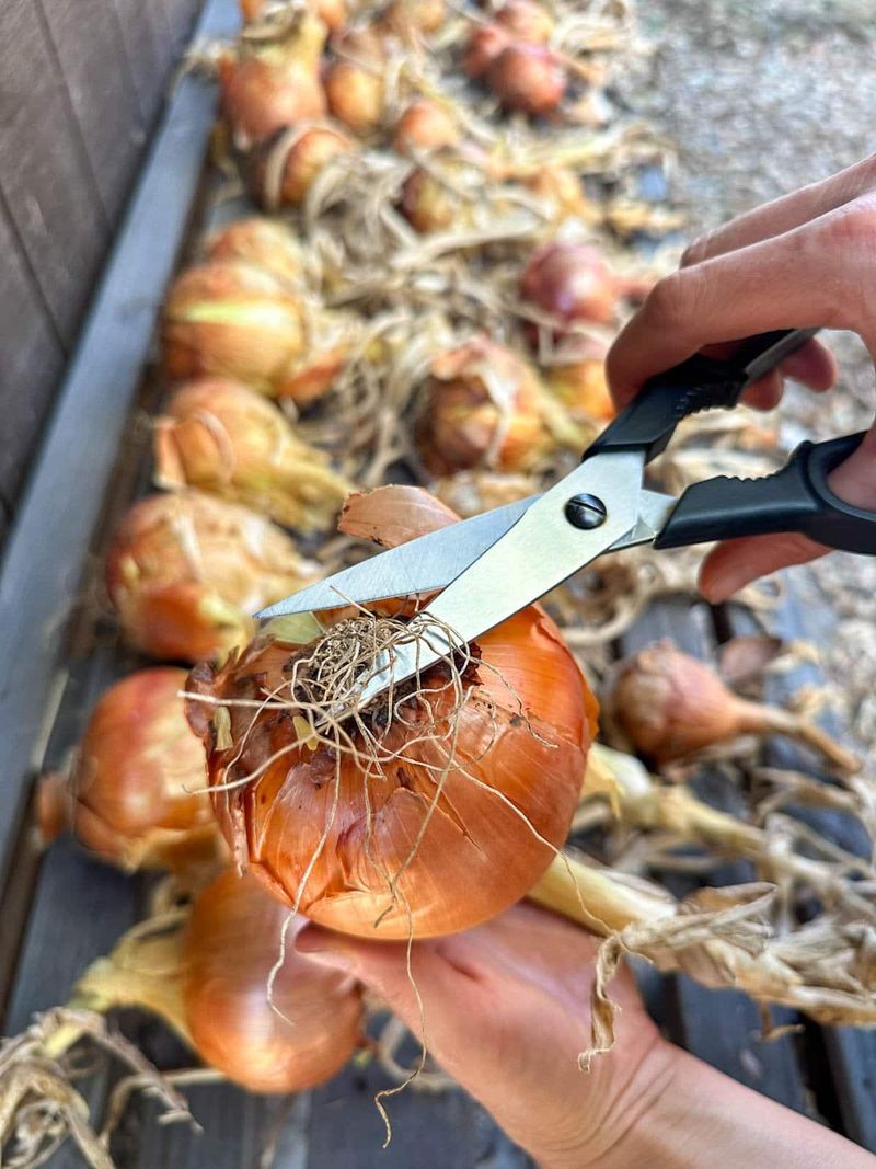 Trim Tops And Roots Only After Curing Trim Tops And Roots Only After Curing