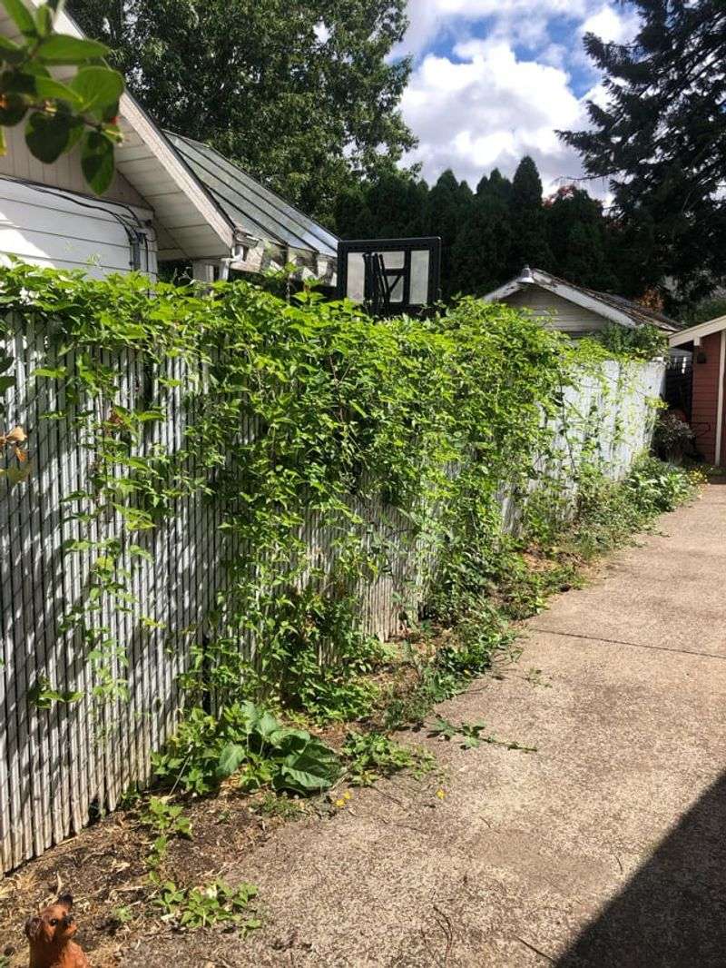 Trim Vines Before They Cross The Fence Trim Vines Before They Cross The Fence