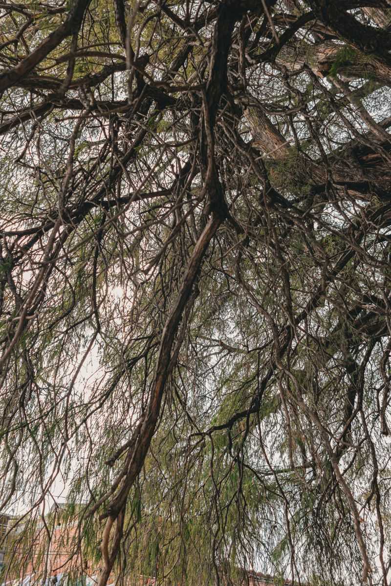 Trim Weak Or Overhanging Tree Branches Now