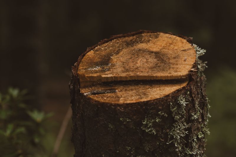 Triple Damages Under Missouri Law For Unauthorized Cutting Triple Damages Under Missouri Law For Unauthorized Cutting