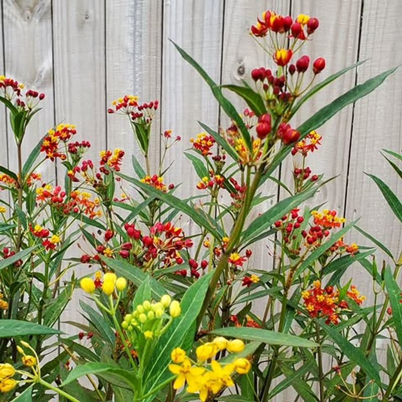 Tropical Milkweed Can Create The Wrong Signal