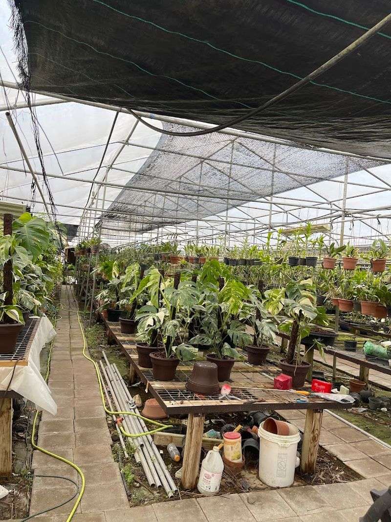 Tropical Paradise Nursery - Houston