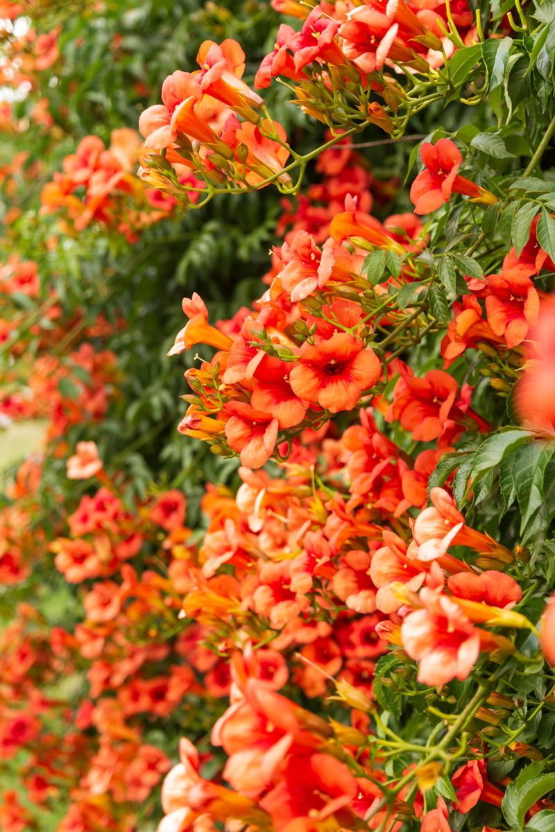 Trumpet Creeper Trumpet Creeper