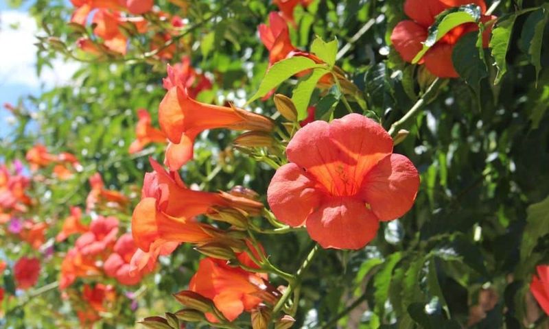 Trumpet Creeper For Big, Bold Coverage Trumpet Creeper For Big, Bold Coverage