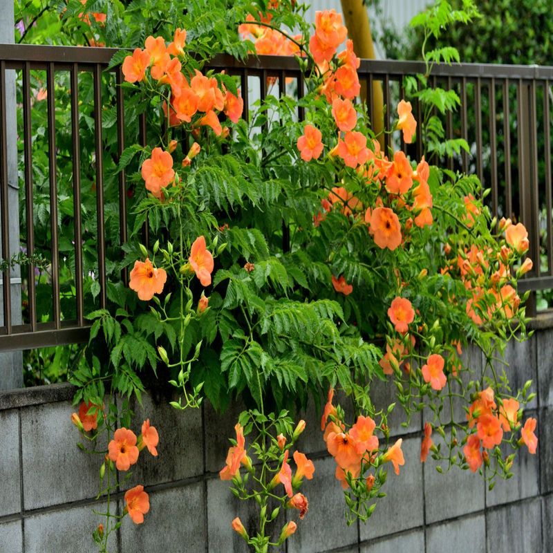Trumpet Creeper Grows Fast In Georgia Landscapes Trumpet Creeper Grows Fast In Georgia Landscapes