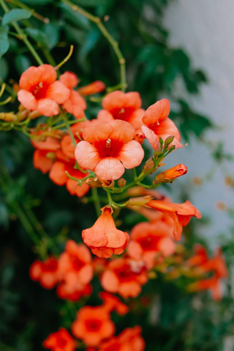 Trumpet Creeper