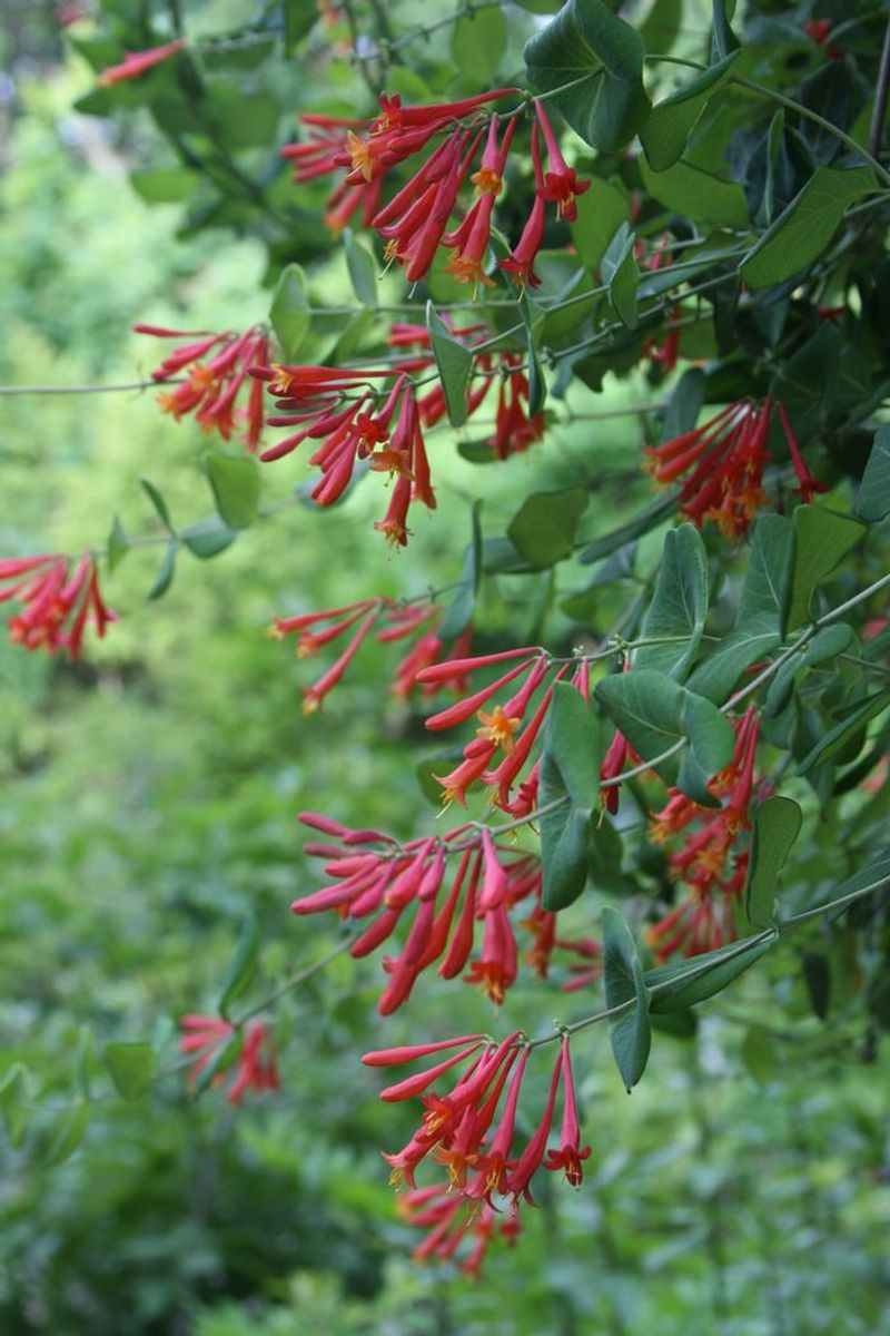 Trumpet Honeysuckle Trumpet Honeysuckle