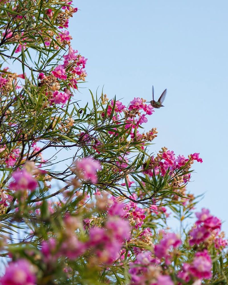 Trumpet-Shaped Flowers Attract Hummingbirds And Bees Trumpet-Shaped Flowers Attract Hummingbirds And Bees