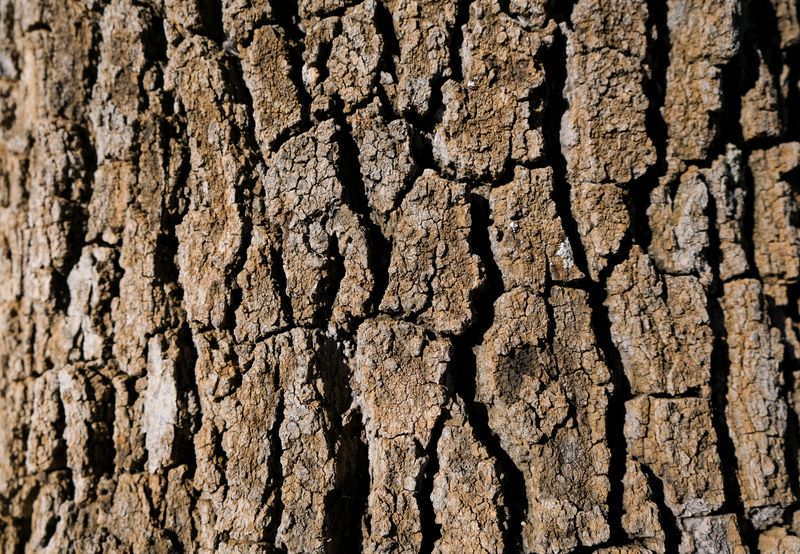 Trunk Remains Straight Without Cracks Or Splits Trunk Remains Straight Without Cracks Or Splits