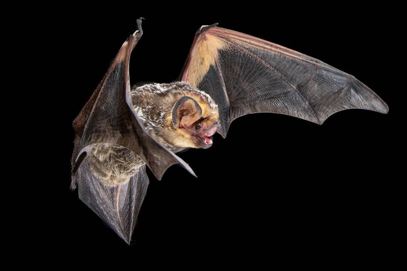Trust The Bat Not The Bad Omen Trust The Bat Not The Bad Omen