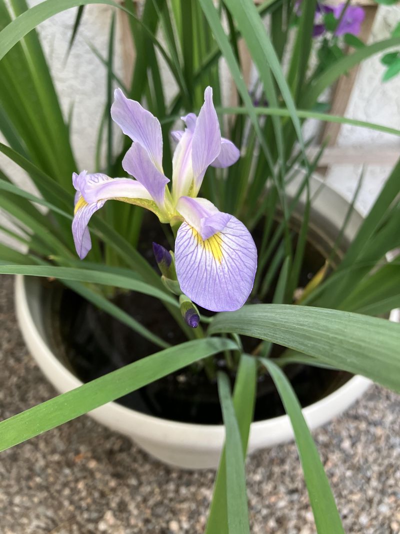 Try Blue Flag Iris In A Moist Patio Pot Try Blue Flag Iris In A Moist Patio Pot