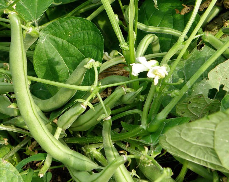 Try Bush Beans Only Where Frost Gives You Time