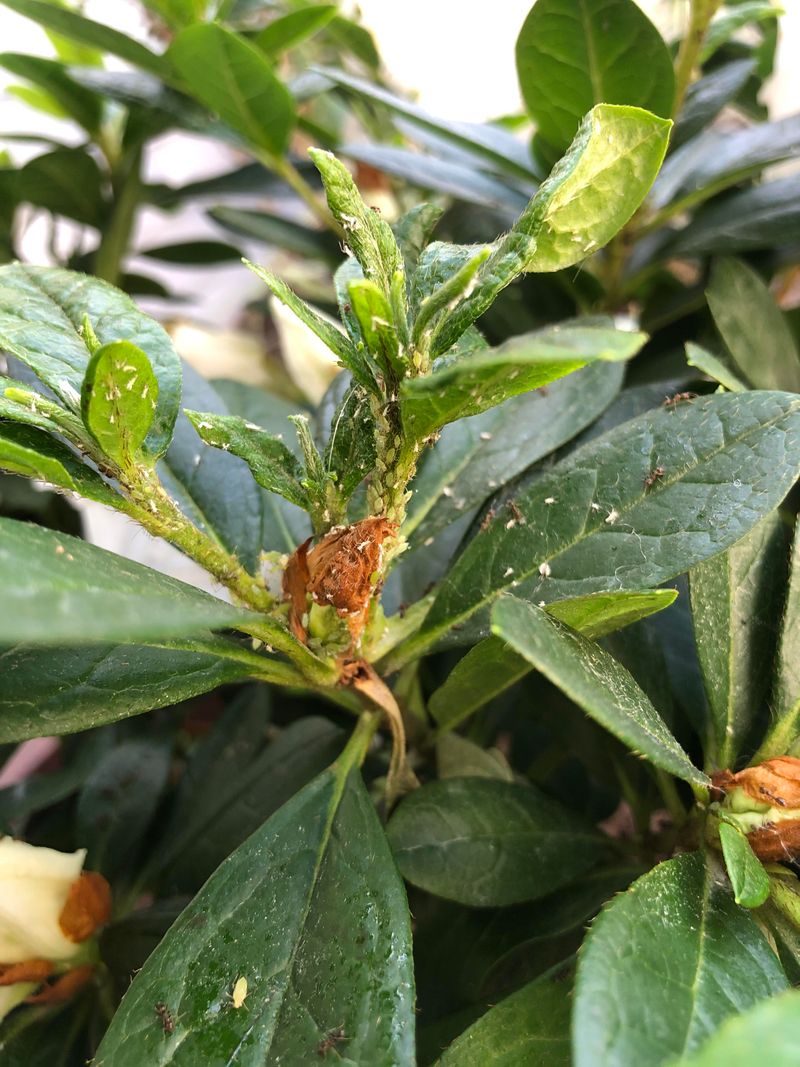Try Insecticidal Soap Carefully