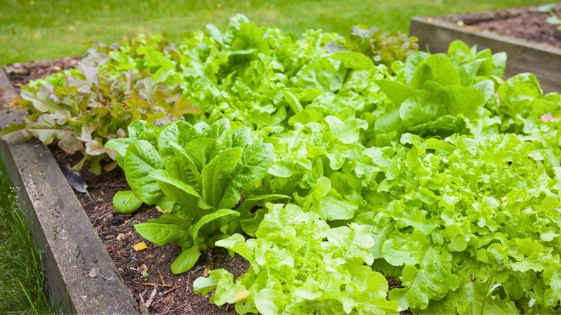 Try Leaf Lettuce In A Cooler Shaded Bed Try Leaf Lettuce In A Cooler Shaded Bed