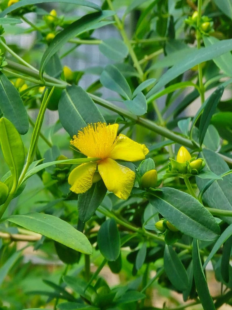 Try Shrubby St Johns Wort For Sunny Borders