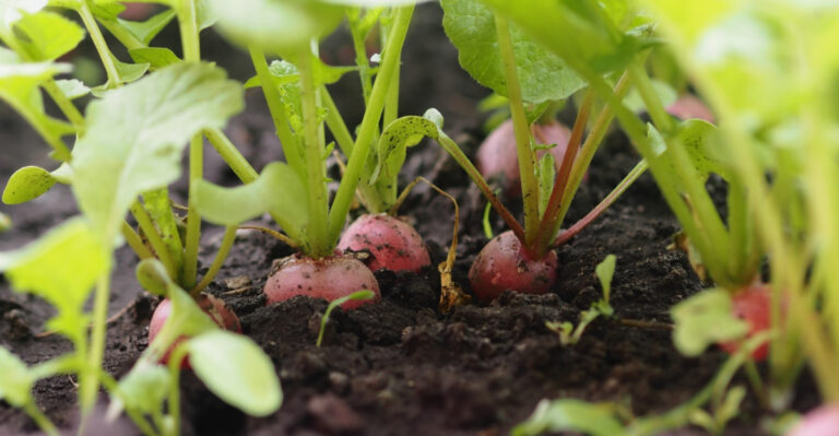 Try These Colonial Garden Techniques That Are Making A Comeback In Virginia
