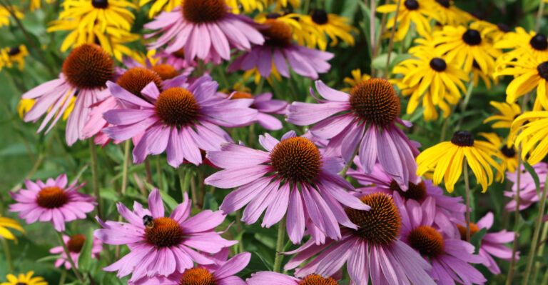 coneflowers