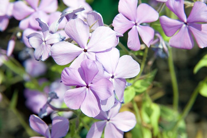 Try Woodland Phlox For A Gentle Spring Spread Try Woodland Phlox For A Gentle Spring Spread