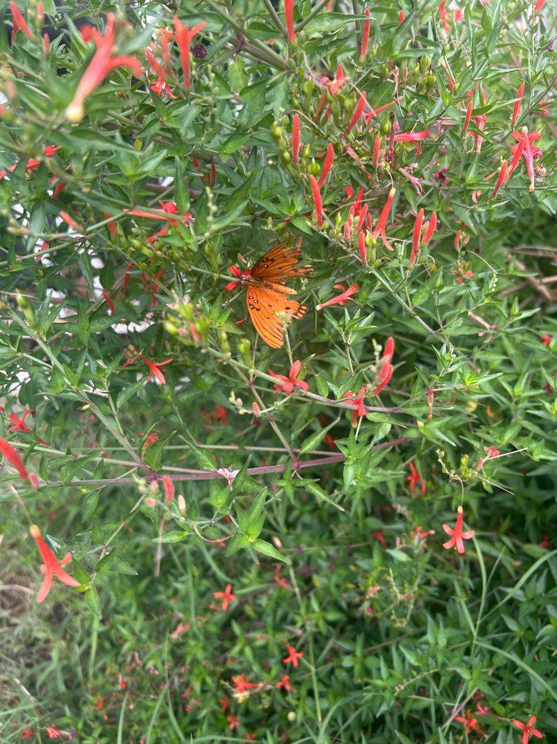 Tubular Blooms Feed Hummingbirds Tubular Blooms Feed Hummingbirds