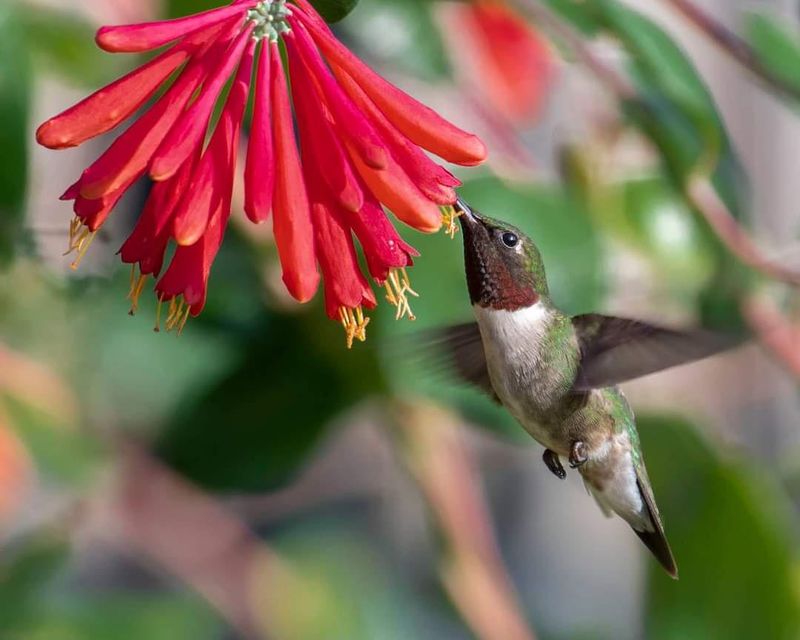 Tubular Blooms Hold Nectar Tubular Blooms Hold Nectar