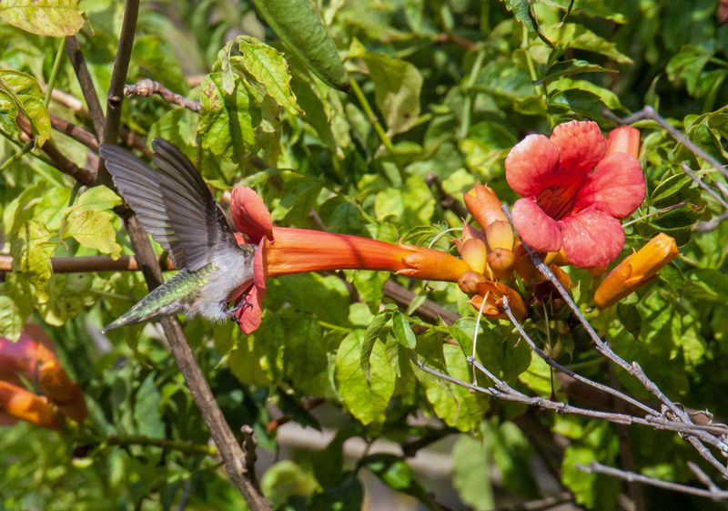 Tubular Orange Flowers Draw Hummingbirds In Summer Tubular Orange Flowers Draw Hummingbirds In Summer
