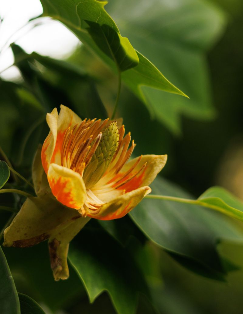 Tulip Poplar Tulip Poplar