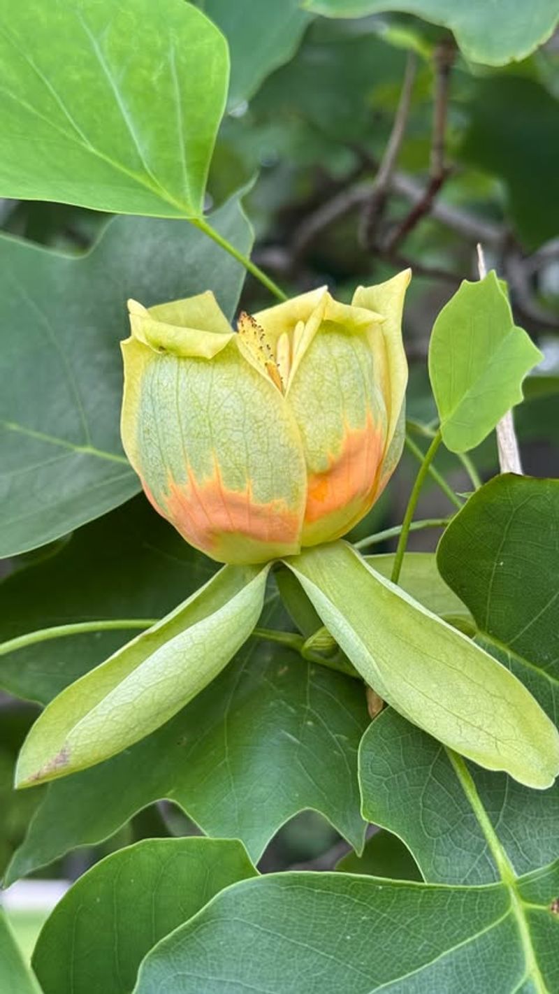 Tulip Poplar Tulip Poplar