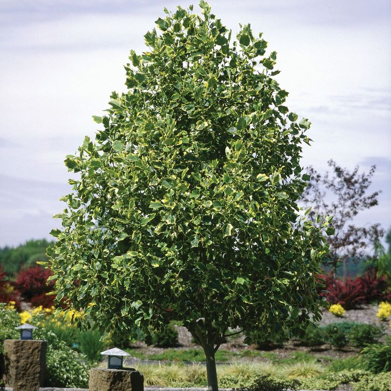 Tulip Poplar Racing Skyward In A Hurry