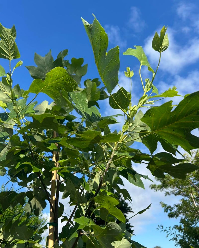 Tulip Poplars Grow Faster Than Many Shade Trees