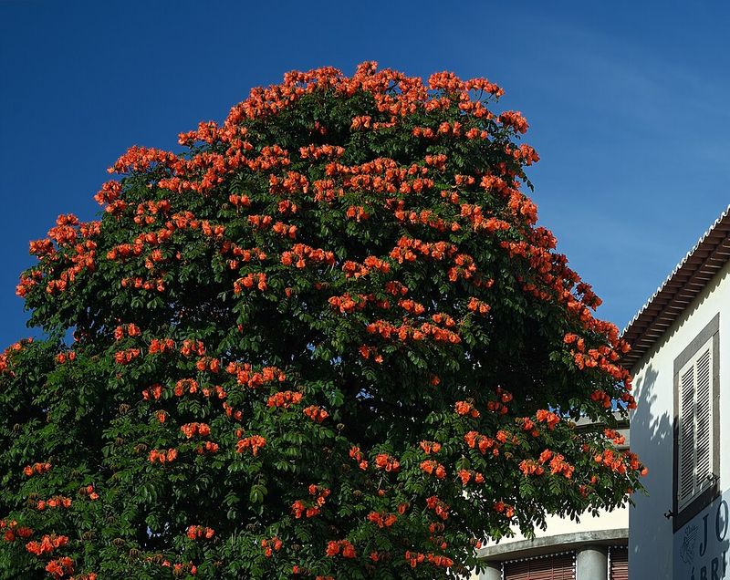Tulip Tree Tulip Tree