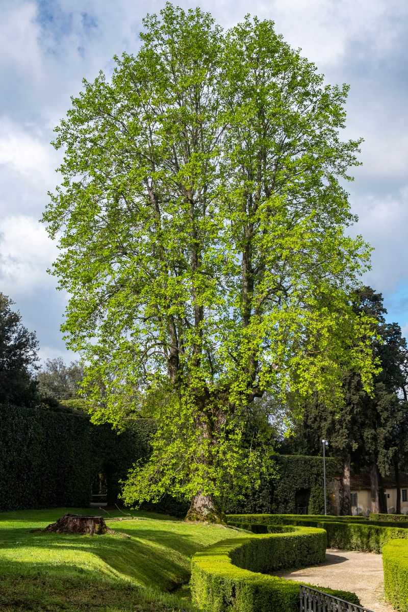 Tulip Tree 