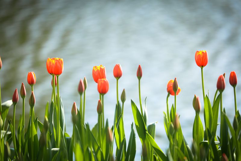 Tulips Tulips