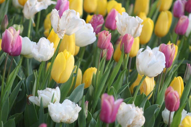 Tulips